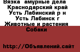 Вязка -амурные дела). - Краснодарский край, Усть-Лабинский р-н, Усть-Лабинск г. Животные и растения » Собаки   